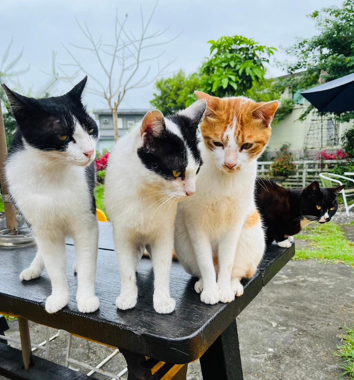 Cat Sky Country Homestay سانكينغ المظهر الخارجي الصورة
