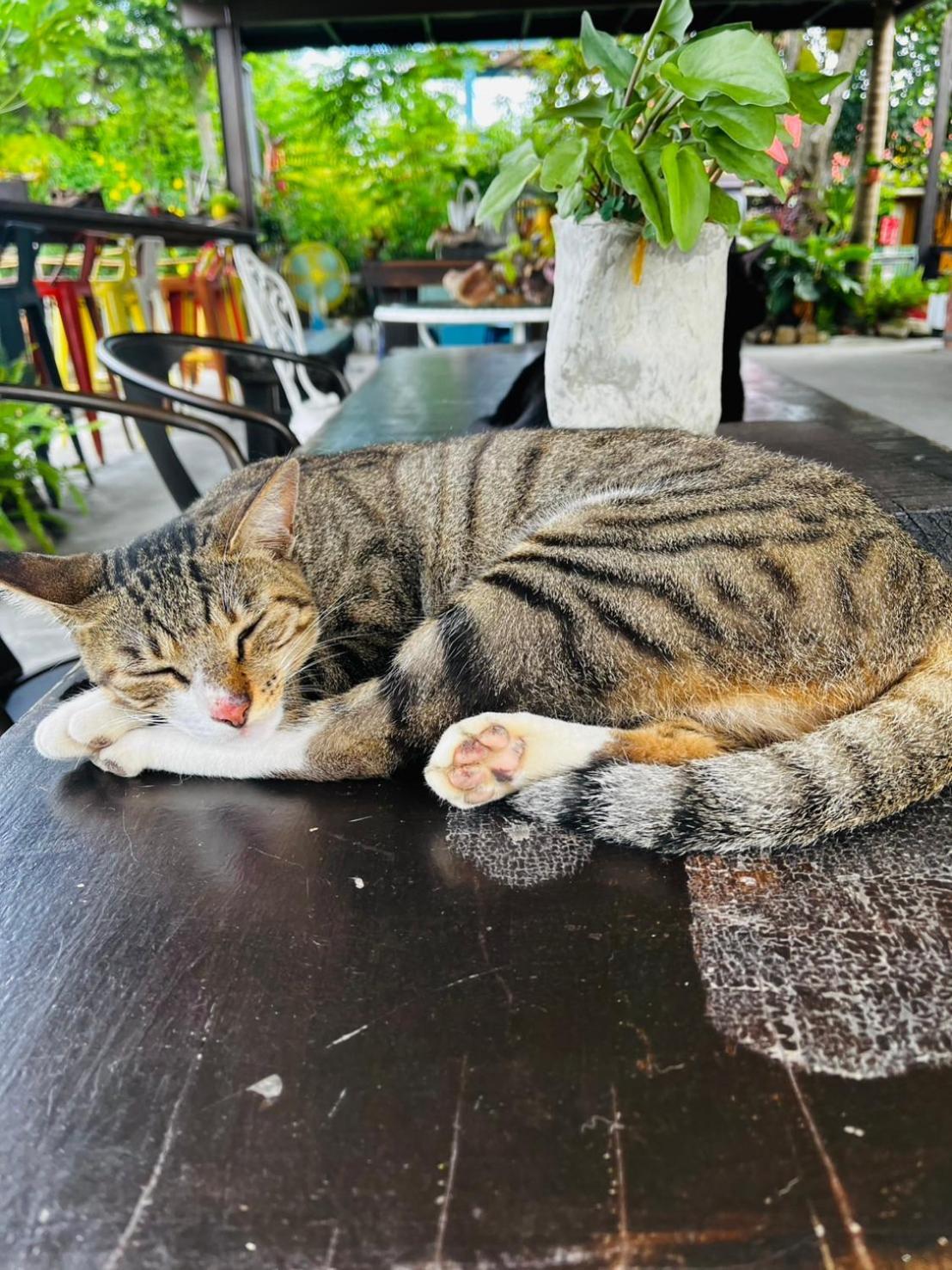 Cat Sky Country Homestay سانكينغ المظهر الخارجي الصورة