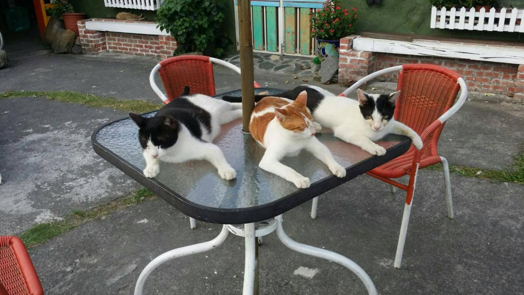 Cat Sky Country Homestay سانكينغ المظهر الخارجي الصورة